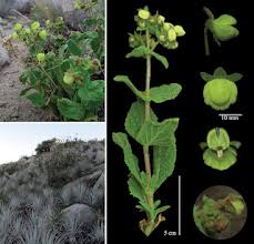 Image result for Calceolariaceae