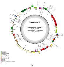 | find, read and cite all the research you need on researchgate. Plants Free Full Text De Novo Assembly Discovered Novel Structures In Genome Of Plastids And Revealed Divergent Inverted Repeats In Mammillaria Cactaceae Caryophyllales Html