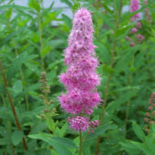 Image result for Spiraea billardii