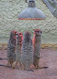 West midlands safari & leisure park. West Midland Safari Park Guide Prices Rides Tickets Map And How To Get Discounts Birmingham Live