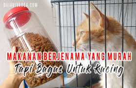 Bingung memilih makanan kucing yang bagus? Apa Makanan Kucing Berjenama Yang Murah Tapi Bagus Dhia Vivadea