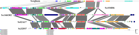 It tells of growing a circle of sugar cane as a kind of sweet Frontiers Comparative Analysis Of Homologous Sequences Of Saccharum Officinarum And Saccharum Spontaneum Reveals Independent Polyploidization Events Plant Science