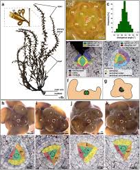 Plant cell tissue and organ culture abbreviation. Towards An Understanding Of Spiral Patterning In The Sargassum Muticum Shoot Apex Scientific Reports