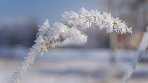Frozen clearing (zamarznięta polana) 3. 1 309 Best Szadz Images Stock Photos Vectors Adobe Stock