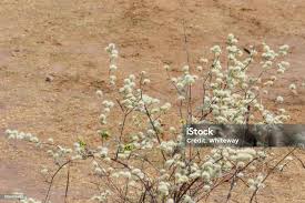 Image result for Combretum mossambicense
