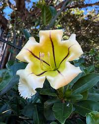 Image result for Solandra maxima