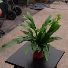 Image result for Microsorum punctatum