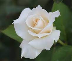 Maybe you would like to learn more about one of these? White Rose Meaning And Symbolism What Do They Say To You