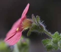 Image result for Jamesbrittenia huillana