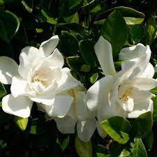 It features milky white, double form blooms jubilation gardenia, live evergreen shrub, white fragrant blooms. Southern Living Plants Live Jubilation Gardenia Flowering Bush 2 5 Qt Walmart Com Walmart Com