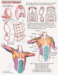 Drawing anatomy, not just learning the anatomy. Character Anatomy Torso