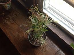 Parlor Palm Or Neanthe Bella Problem Chamaedorea Elegans If It Is Outdoors Does Best In A Partially Shaded Area And Indoors Iron Water Plants Herbs Indoors