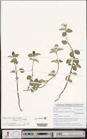 Image result for Heterotis decumbens