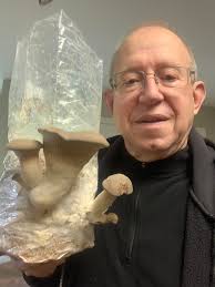 Growing lions mane mushrooms at home