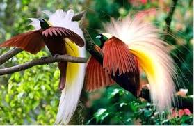 Lokasi iklim bentuk muka bumi flora dan fauna negara mesir. 56 Gambar Flora Dan Fauna Di Negara Mesir
