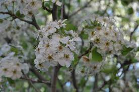 You will want to prune in the winter and get rid of your tree's oldest branches. Chanticleer Flowering Pear