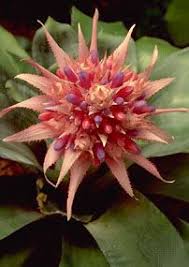 Image result for Xyridaceae