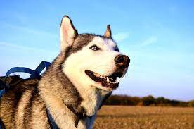 Siberian Husky Health Problems Issues Canna Pet