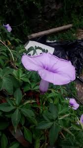 Image result for Ipomoea cairica