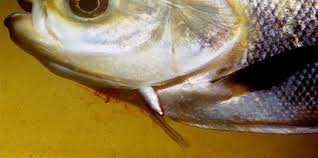 Image result for Vandellia