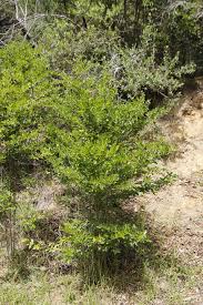 Image result for Afrocanthium mundianum