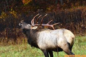 Randy Ulmer Stalks Close to Bowhunt Elk Day 2: Why Stalk in Your Socks