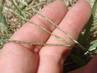 Image result for Digitaria ternata