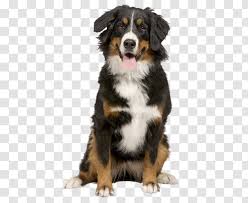 We did not find results for: Bernese Mountain Dog Puppy Greater Swiss Border Collie Cat Transparent Png