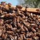 A Year in the Life of Honeybees: Beekeeping Training