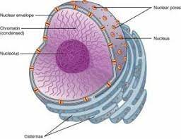 This means that the archaebacteria are without nuclei, mitochondria, endoplasmic reticula, lysosomes, golgi complexes, or chloroplasts. Cell Nucleus Plant Animal Definition And Function Biology