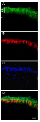 The mesothelium covers several body cavities and their internal organs, . Cell Dedifferentiation And Epithelial To Mesenchymal Transitions During Intestinal Regeneration In H Glaberrima Bmc Developmental Biology Full Text