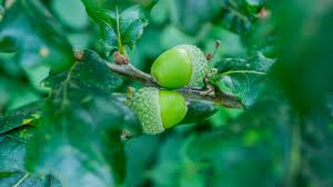 Sessile oak prefers the boggy, wet uplands of the south west whereas english oak is better suited to the drier conditions further east. Are Acorns Edible And Other Acorn Facts Woodland Trust