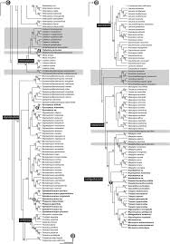 Image result for Flabellariopsis acuminata