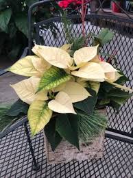 You can always ask the dealer or nursery attendant for confirmation of species. 27 Poinsettia Ideas Poinsettia Plants Plant Leaves