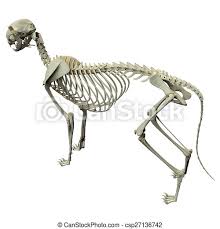 Abdominal and pelvic anatomy encompasses the anatomy of all structures of the abdominal and this anatomy section promotes the use of the terminologia anatomica, the international standard of. Cat Skeleton Anatomy Anatomy Of A Cat Skeleton Side View Canstock