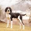 Living room design ideas ukc coonhound classifieds. 3