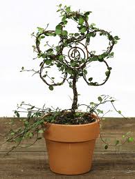 English ivy basic plant care english ivy (hedera helix) is a very common houseplant. 1 Lb Rustica Angel Vine Topiary Live Vine Topiary Trees