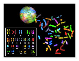 Paperless workflow · trusted by millions · free trial Ninth Grade Lesson Karyotyping A Look At A Cell S Chromosomes