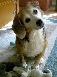 coffee with a canine: Jackie Bouchard & Rita