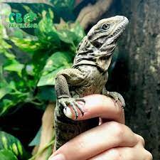 Iguana For Sale Baby Iguanas For Sale Near Me Blue Iguana Breeder Rhino Iguana For Sale Baby Iguana Iguana