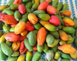 Image result for Gnetum