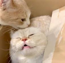 弟に頭を舐めてもらう兄猫 気持ちよすぎてお顔がスゴいことに ねこのきもちweb magazine 猫 子猫 かわいい子猫