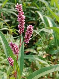 Image result for Persicaria barbata