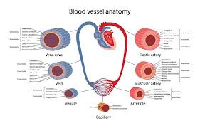 Name the blood vessel labeled 'e'. Circulatory System The Definitive Guide Biology Dictionary