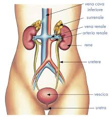Il primo passo indispensabile è individuare i sintomi della cistite per poter passare all'azione. Cistite Conosciamola Nelle Sue Diverse Forme E Cause