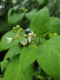 Image result for Solanum scabrum