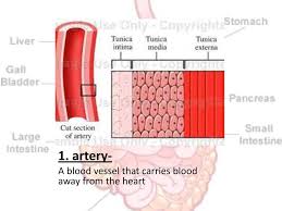 The coronary blood vessels surrounding the heart have derived their name from the fact that they encircle the heart like a crown, or corona. Chapter 2 Human Body Systems Ppt Download