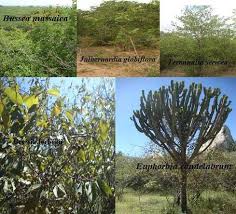 Image result for Cassipourea mollis