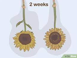 Bersikaplah seperti bunga matahari, yang selamanya hanya akan menatap pergerakan matahari pelajaran apa sebenarnya yang dapat kita ambil dari kata kata mutiara tentang bunga matahari di. 4 Cara Untuk Mengeringkan Bunga Matahari Wikihow