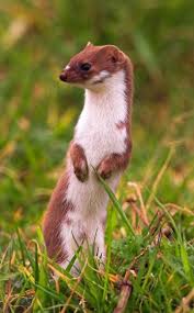 Lernen sie die übersetzung für 'mauswiesel' in leos russisch ⇔ deutsch wörterbuch. Wuhlmause Marder Im Garten Wilde Tiere